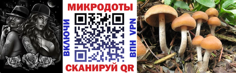Галлюциногенные грибы Psilocybine cubensis  блэк спрут онион  Асино 